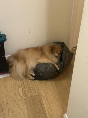 down-and-out-in-pomerania-v0-2xqbyanogvhg1.jpeg
