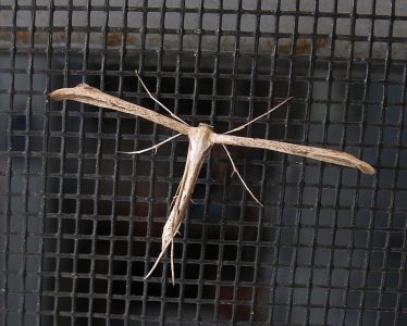 Morning-glory Plume Moth.JPG