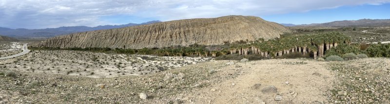 pano 1000 palms small.jpeg