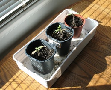 seedlings.JPG
