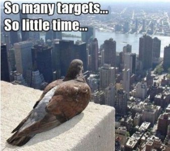 pigeon.jpg