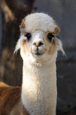 alpaca1.jpg