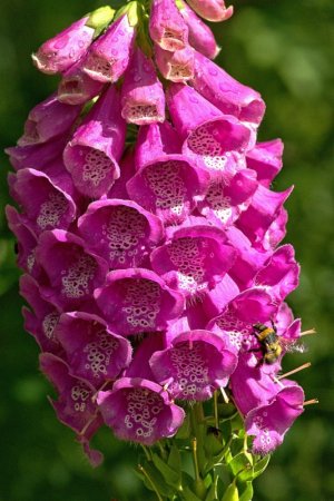 pink foxglove-9170461_1280.jpg