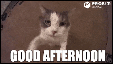 goodnoon.cat.gif