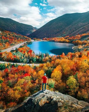 multi trees autumn.jpg