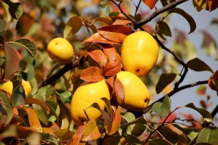 yellow quince.jpg