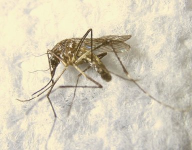 aedes mosquito.JPG