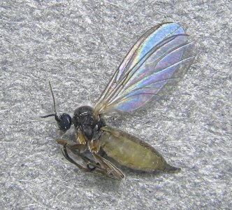 fungus gnat.jpg