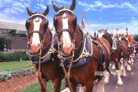 clydesdales.jpg