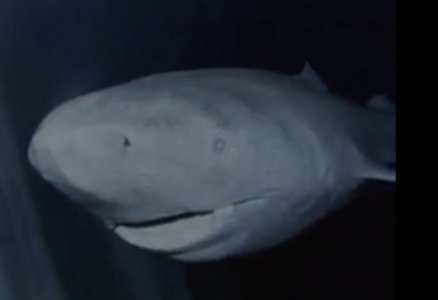 greenland shark 1600s1.jpg