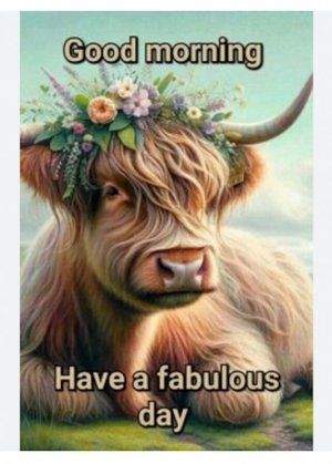 Good Morning cow..jpg