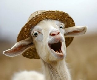 funny goat.jpg