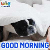 good morning pug.gif