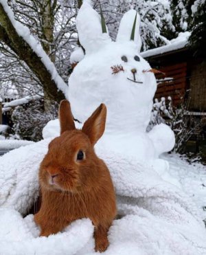 bunny_snow.jpg