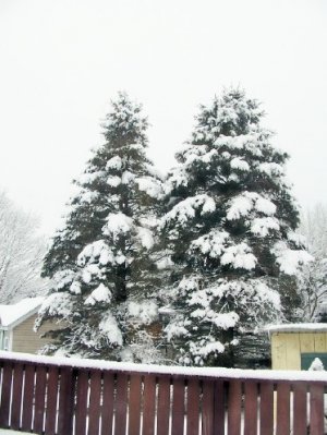 snow Feb 21 2026b.jpg