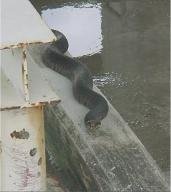 rig3_small.jpg rig3_small.jpg