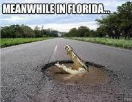 flgatorfunny.jpg