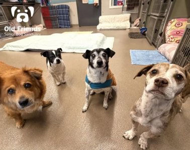 old friends dogs.jpg