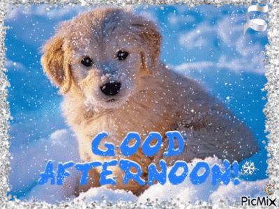 goodafternoon.snowdog.gif