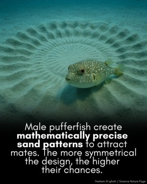 white spotted pufferfish.jpg