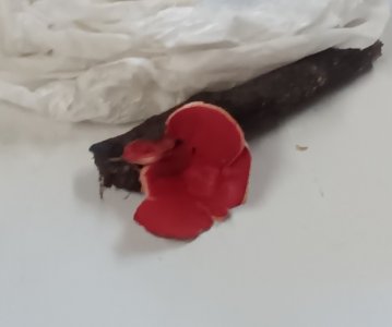 IMG_20260227_154332.jpg IMG_20260227_154332.jpg