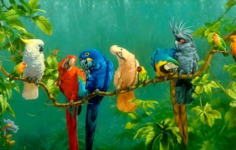 Parrots @.jpg