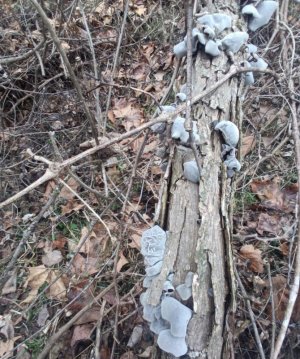 IMG_20260302_155816.jpg IMG_20260302_155816.jpg