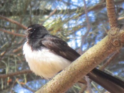 willie wagtail.jpg