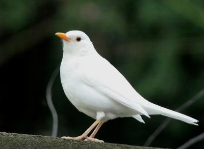 albino blackbird.jpg