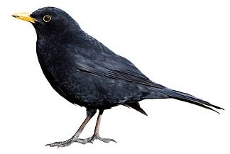 blacbird2.jpg