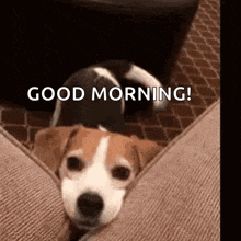 puppy.morning.gif