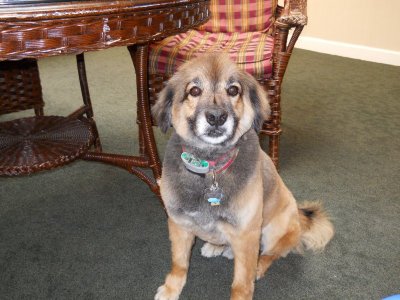 Mikey;s haircut 003.JPG