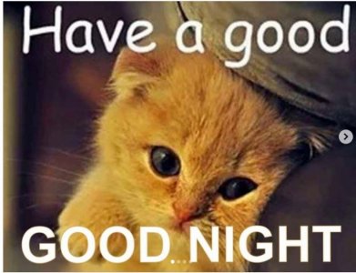 good night cat.jpeg