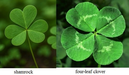 shamrock clover.jpg