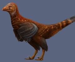 Looks like chicken? New feathered dinosaur discovered in China