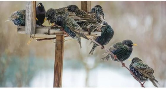 starlings.JPG