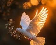 dove.jpg