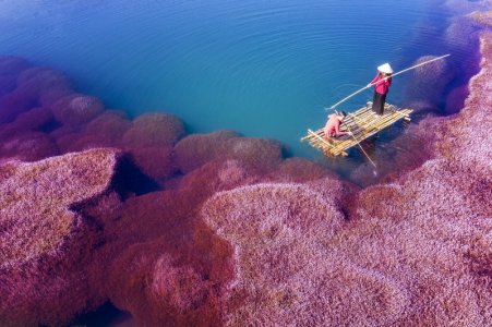 pink algae.jpg