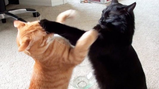 Cat Fight.jpg