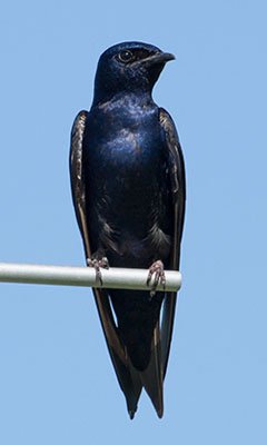 IMG_0602.jpeg IMG_0602.jpeg