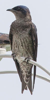 IMG_0603.jpeg IMG_0603.jpeg