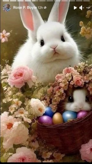 Bunnies So Cute.jpg Bunnies So Cute.jpg