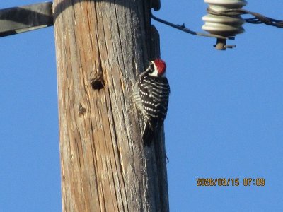 IMG_7085.JPG IMG_7085.JPG