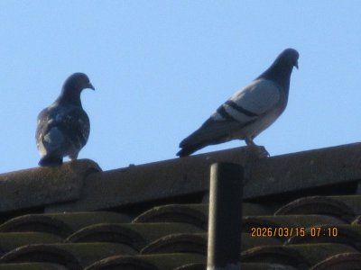 IMG_7091.JPG IMG_7091.JPG