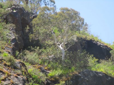 Wandoo Tree above the Falls.jpg