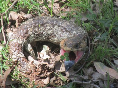 This is why they are called Blue Tongue Lizards.jpg