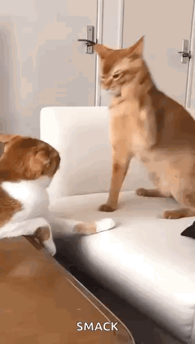 cat-smacking-other-cat-cat.gif cat-smacking-other-cat-cat.gif