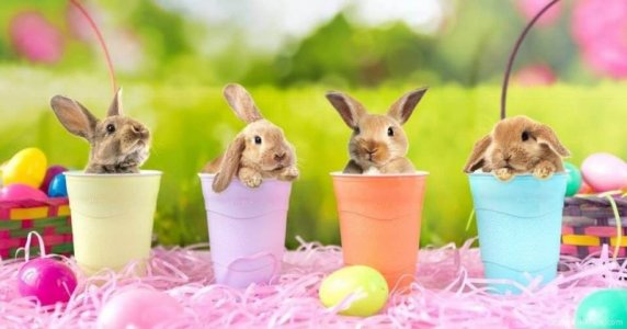 Rabbits Now-that-is-something-cute-2152290999.jpg Rabbits Now-that-is-something-cute-2152290999.jpg