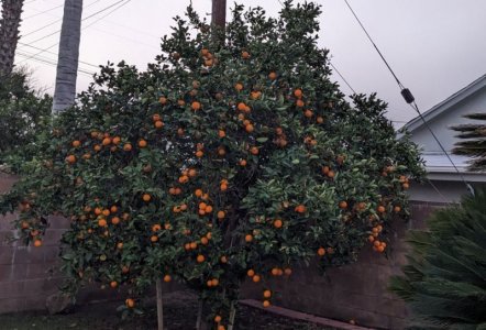 orange tree Dec 2023.jpg