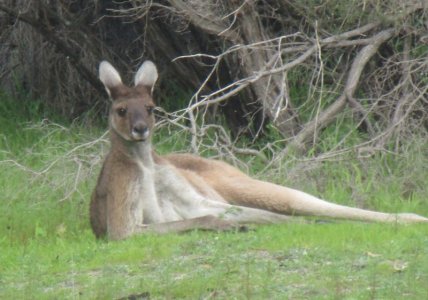 Nonchalant Kangaroo.JPG